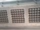 Δίσκος αυγών πολτού άχρηστων χαρτιών που κατασκευάζει τη μηχανή, δίσκος φρούτων που κατασκευάζει τη μηχανή τη μεγάλη παραγωγή